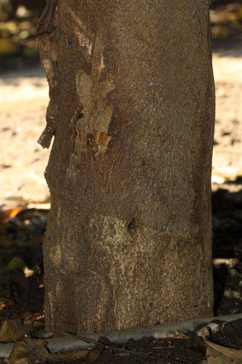              Bark (Riverside, CA)       